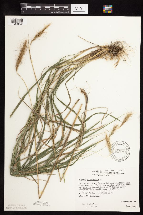 Elymus canadensis image