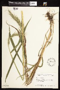 Elymus canadensis image