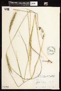 Elymus canadensis image