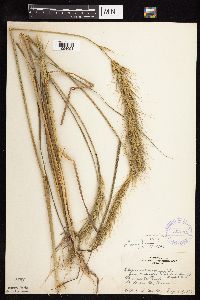 Elymus canadensis var. robustus image
