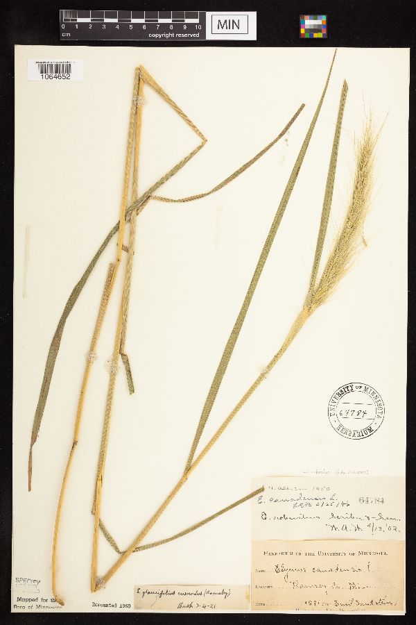 Elymus canadensis var. robustus image
