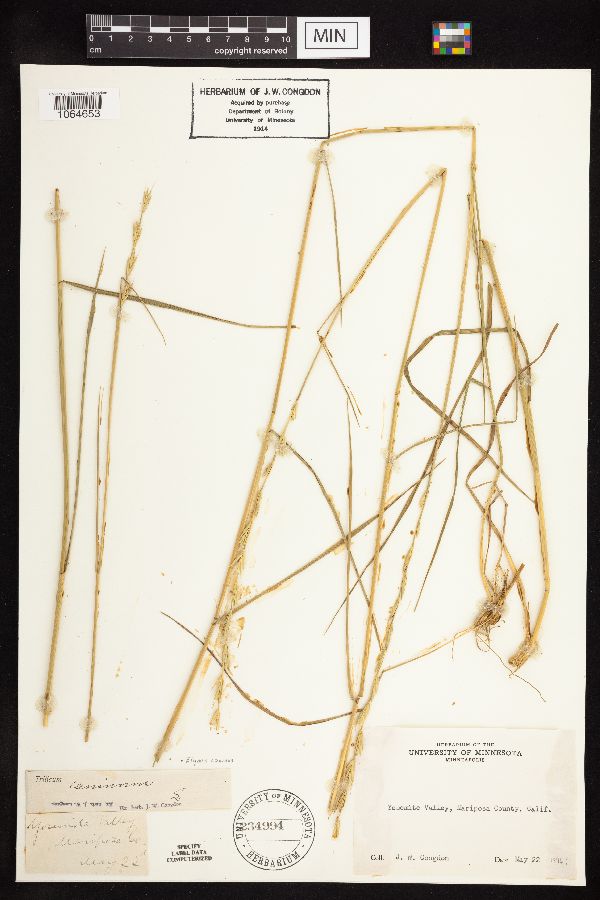 Elymus caninus image