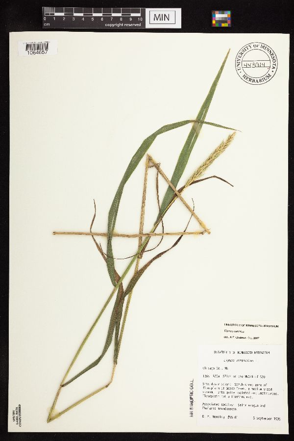 Elymus curvatus image