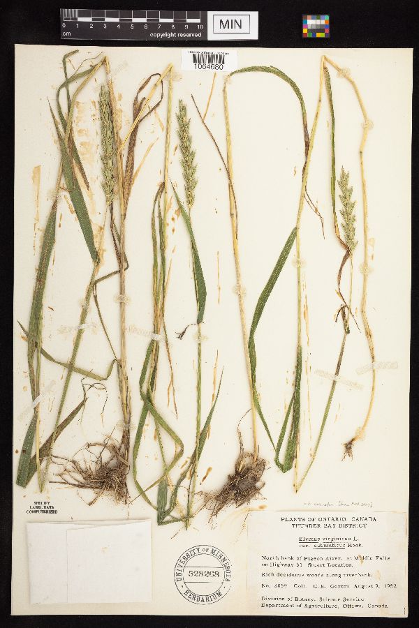 Elymus curvatus image