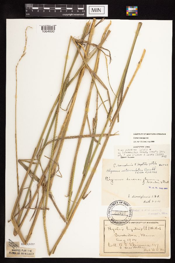 Elymus diversiglumis image