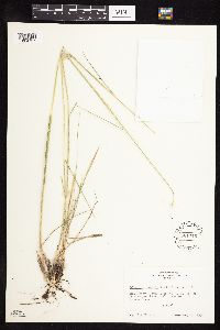 Elymus elymoides image