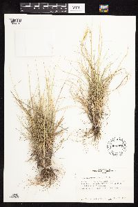 Elymus elymoides image