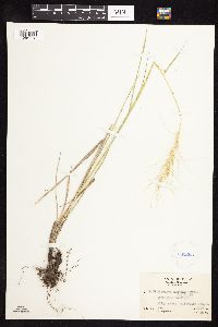 Elymus elymoides image