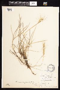 Elymus elymoides image