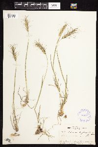 Elymus elymoides image