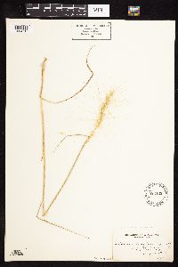 Elymus elymoides image