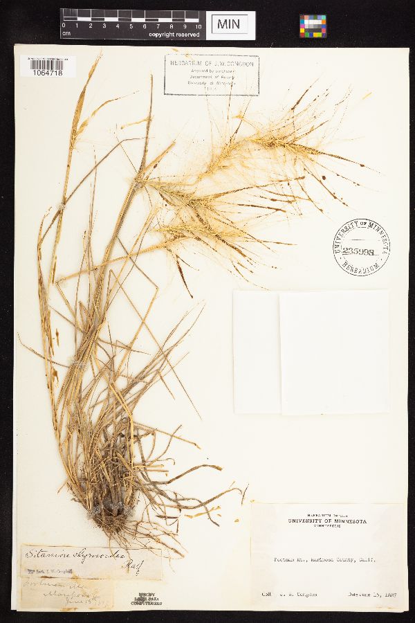 Elymus elymoides subsp. elymoides image