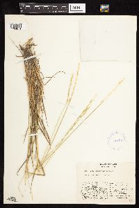 Elymus macrourus image