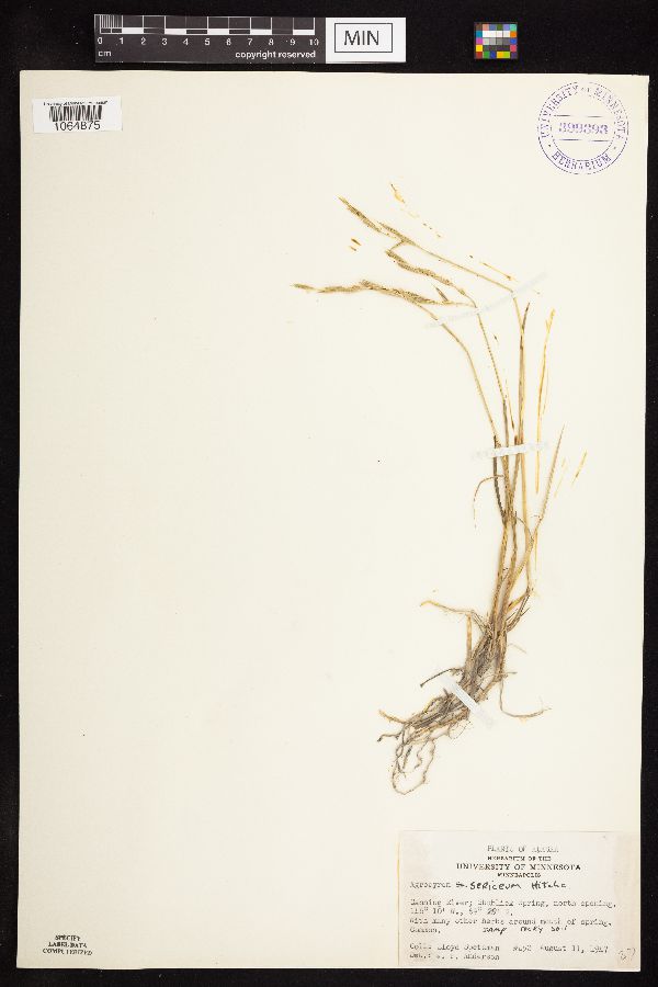 Elymus macrourus image