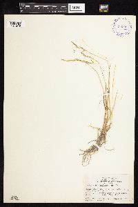 Elymus macrourus image