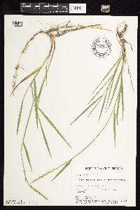 Elymus repens image