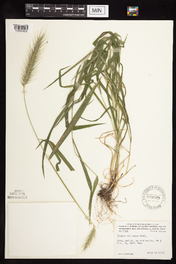 Elymus villosus image