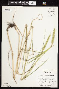 Image of Elymus villosus x riparius