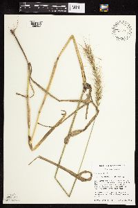 Elymus virginicus image