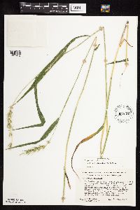 Elymus virginicus image