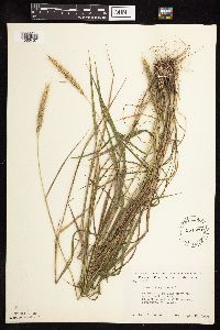 Elymus virginicus image