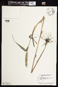 Elymus virginicus image