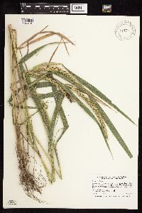 Elymus virginicus image