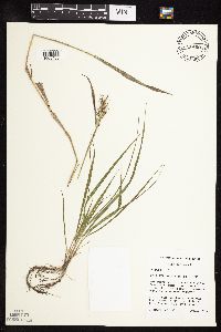 Elymus virginicus image