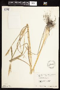 Elymus virginicus image