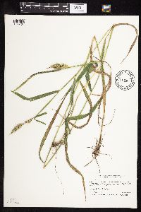 Elymus virginicus image