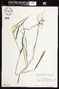 Elymus virginicus image