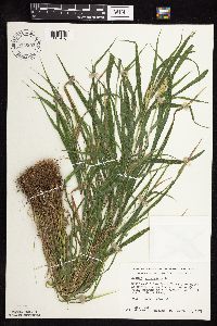 Elymus virginicus image