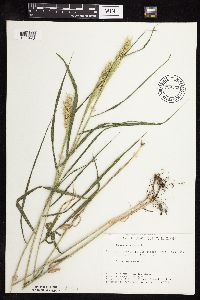 Elymus virginicus image