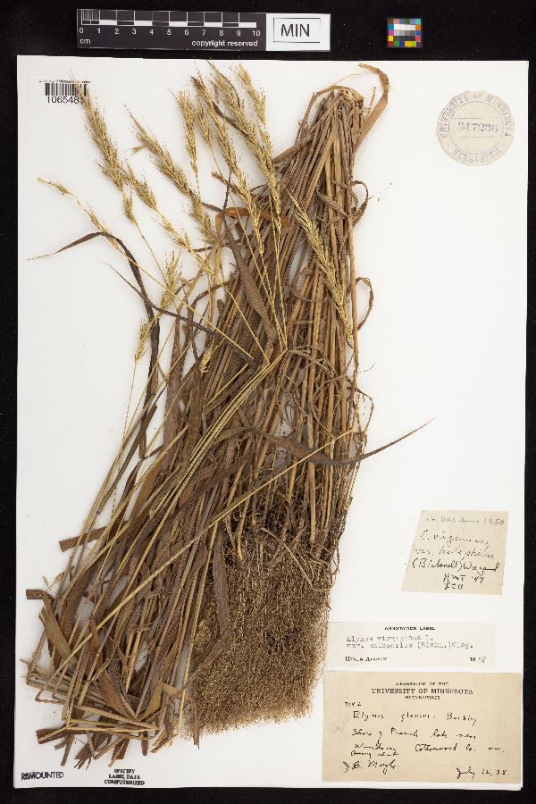 Elymus virginicus var. halophilus image