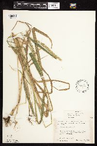 Elymus virginicus image