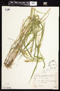 Elymus virginicus var. virginicus image