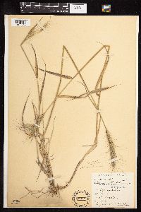 Image of Elymus x hansenii