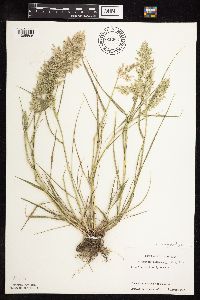 Eragrostis cilianensis image