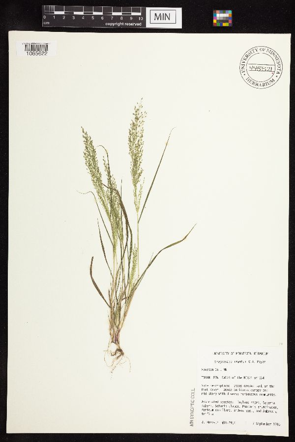 Eragrostis image