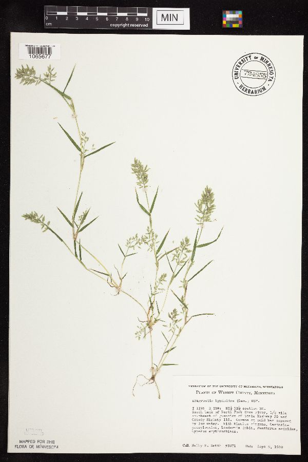 Eragrostis image