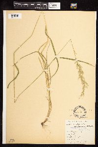 Eragrostis mexicana subsp. virescens image