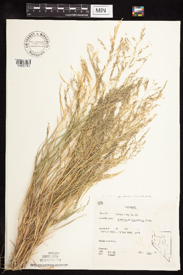 Eragrostis mexicana subsp. virescens image