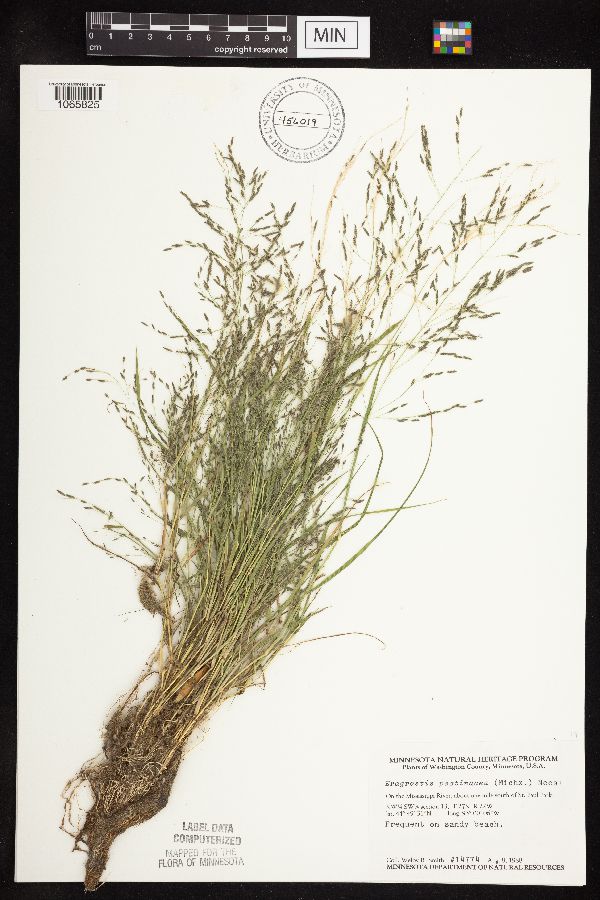 Eragrostis image