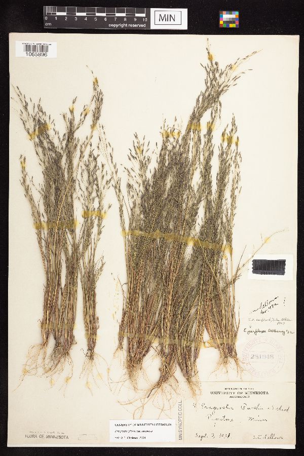 Eragrostis pilosa var. perplexa image