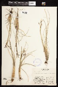 Festuca altaica image