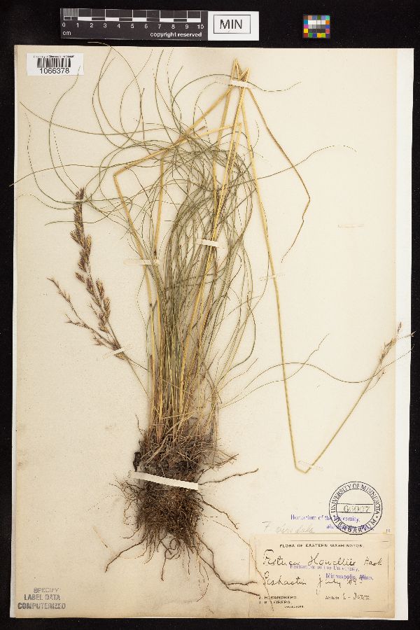 Festuca viridula image