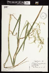 Image of Glyceria canadensis