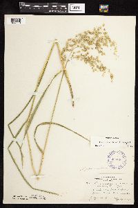 Glyceria canadensis var. canadensis image