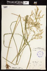 Glyceria canadensis var. canadensis image