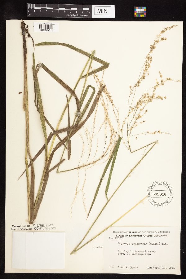 Glyceria canadensis image